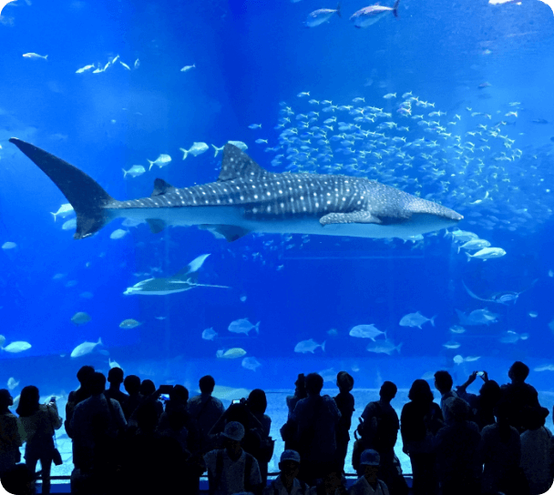 沖縄美ら海水族館のジンベエザメ